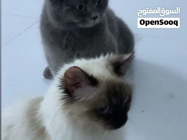 قط بريتش و سيامي للبيع