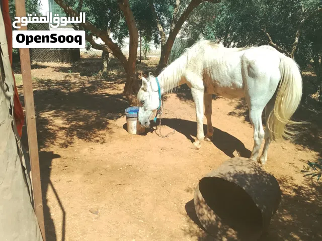 فرس للبيع بسعرحرق