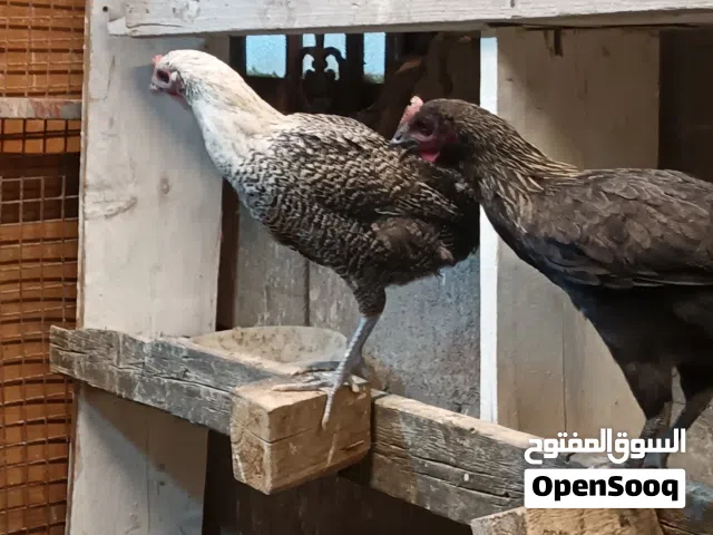 متاح دجاج فيومي فضي وشمسي اصلي
