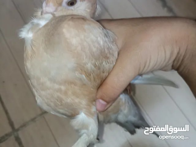 حمام ازملي لونه مشمشي وصغيرة