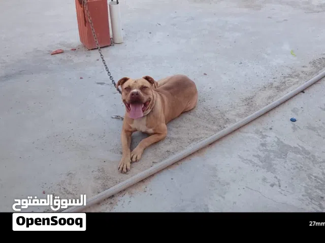 بيتبول ريد نويز