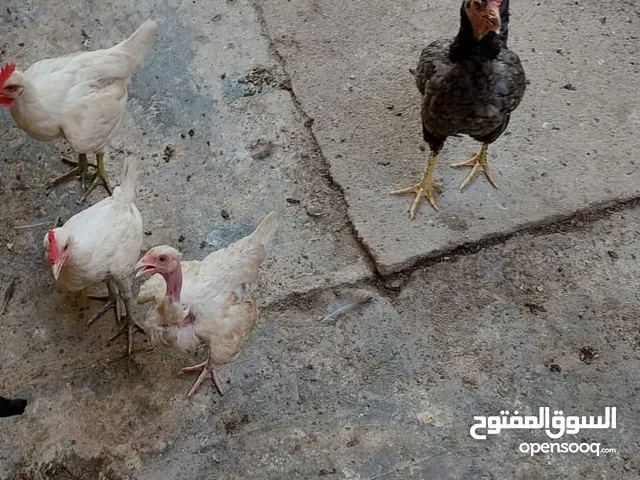 فروج عرب و دجاج عرب