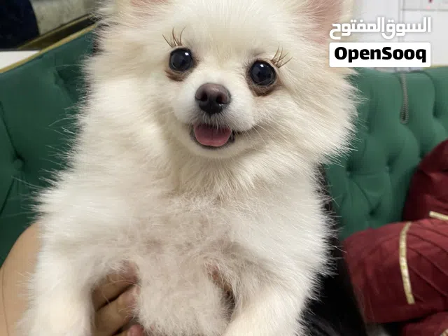 Pomeranian and Maltipoo TOY SIZE