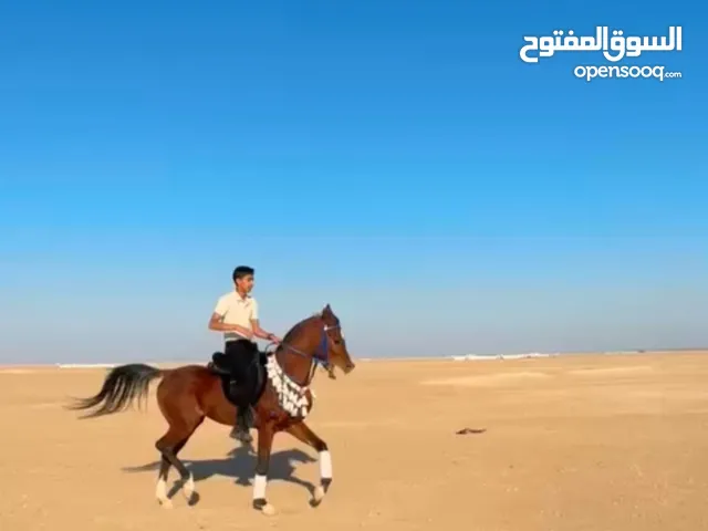 للبيع حصان مصري بيور