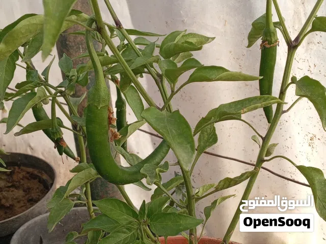 فلفل حار مثمر