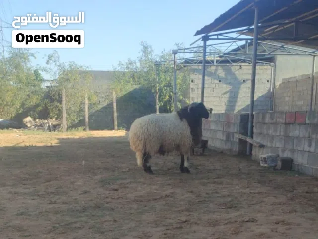 اضاحي العيد ادم جلال