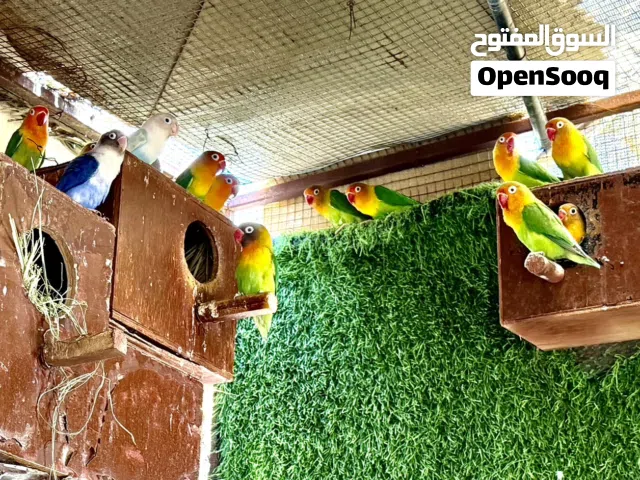 فيشر للبيع