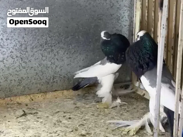 للبيع زوج نفاخ ازرق 2025