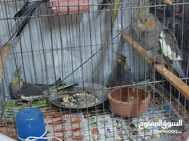 كوكتيل شباب