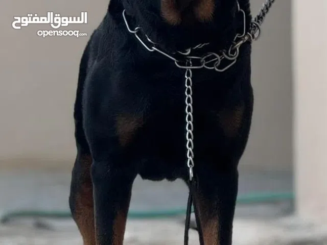 كلب روت بيور