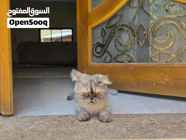 قط شيرازي للتبني عمر 12 شهر اسمها لولو
