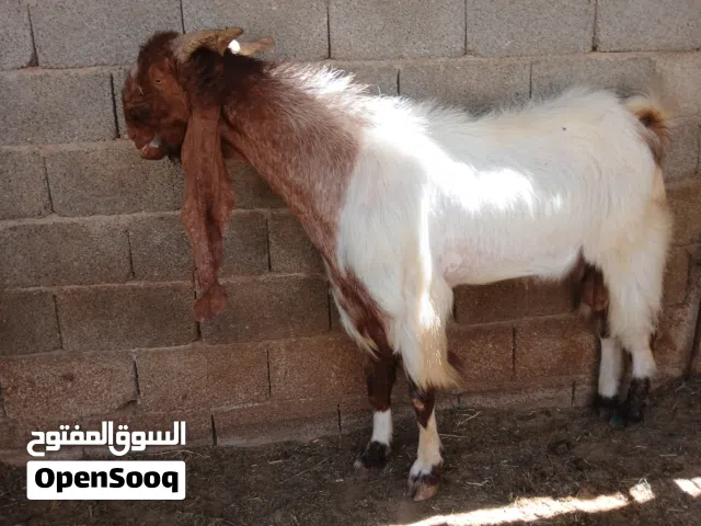 جدي الله يبارك