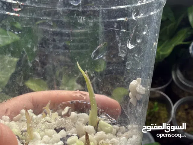 نبات و درنات الوكاسيا كاموفلاج