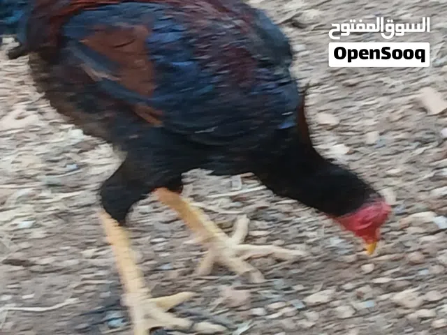 دجاج للبيع