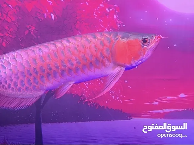 premium super red arowana