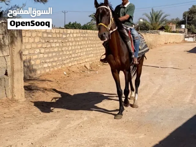 سلام عليكم حصان للبيع حصان عقد طايب عمر 8 سنوات سعره 2700