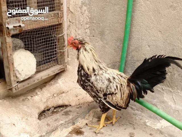 ديج للبيع نظيف مال بيت