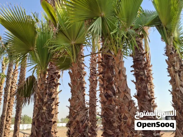 نخيل واشنطونيا للبيع