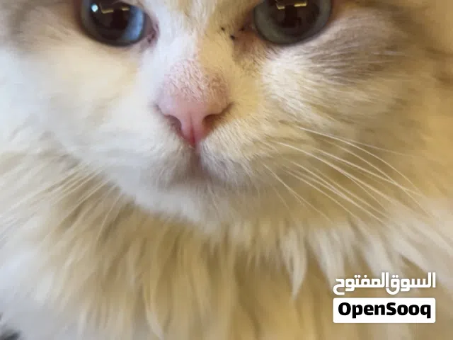 الأجاويد الالفيه