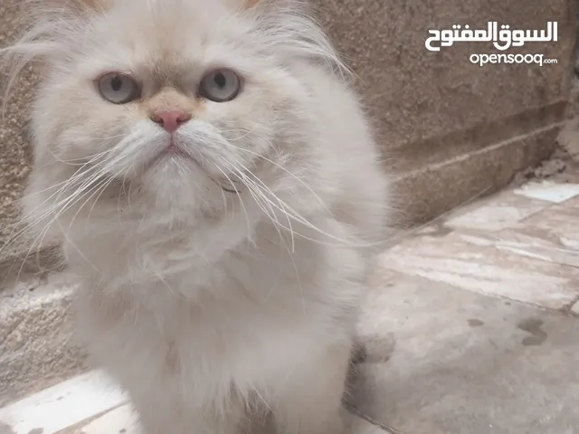 قط هيمالايا اورنج طالب تزاوج