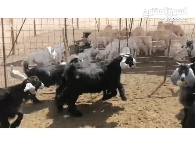 تيوس اعمره من 7الى 8 شهور