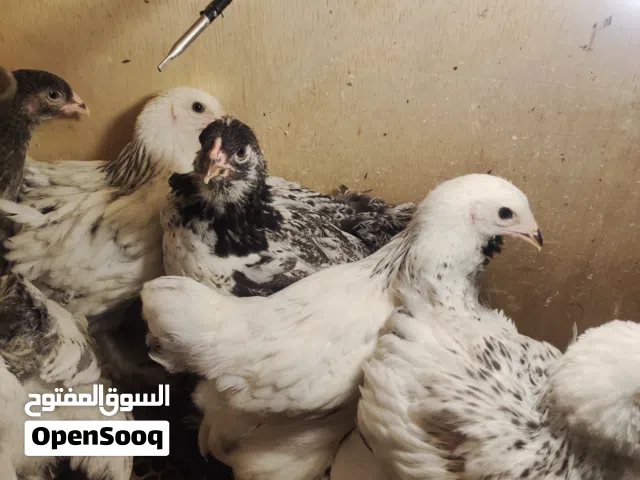 دجاج مصوف امريكي وفراخ براهمي