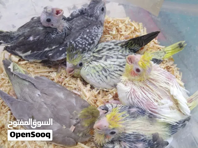 كوكتيل ترويض بجميع ملحقته