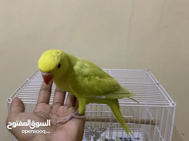 Yellow ringneck parrot 3 months old tamed