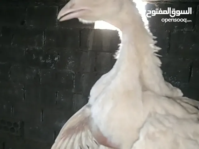فراخ حبش هولندي ابيض