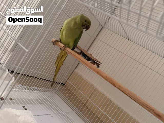 Indian ringneck for sell