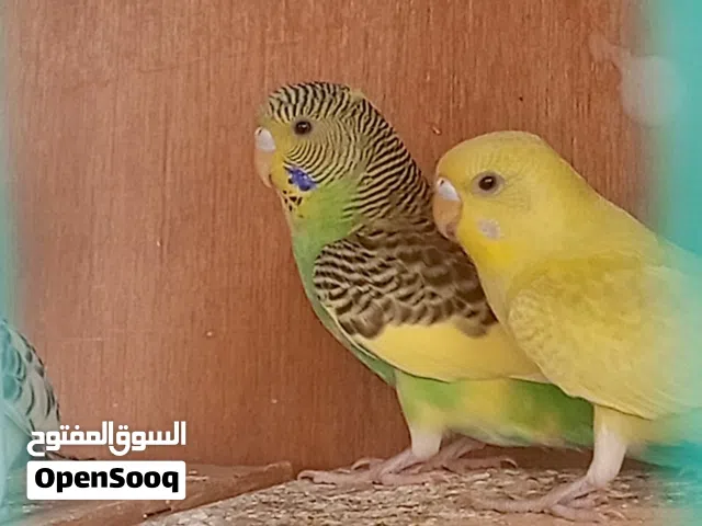 طيور الحب كبار عاديات الزوج ب 8 آلاف عدة ألوان متوفر