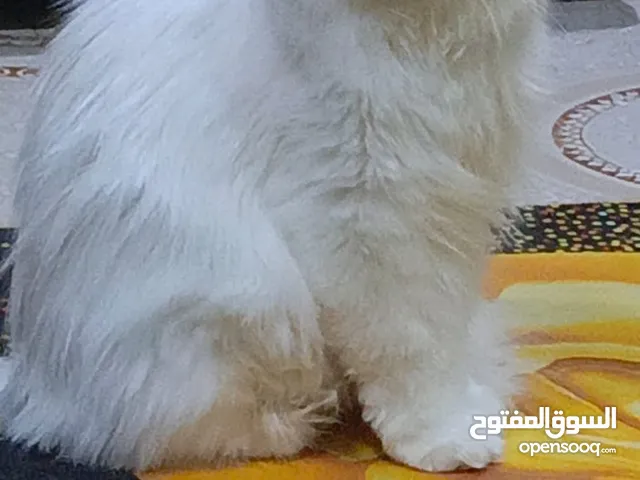 عمرها سنتين