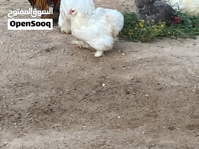دجاج استرالي