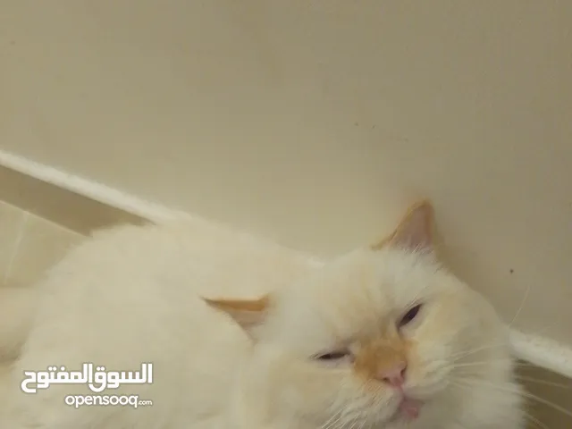 قطتين ذكر وانثى للبيع فقط جده السعر 1000 بدون مستلزمات