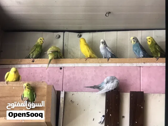 طيور الحب محمية مع زوج كناري مزواج