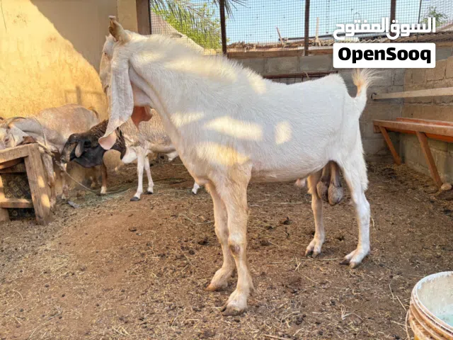 حيوانات للبيع