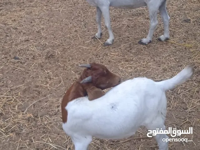 south goats