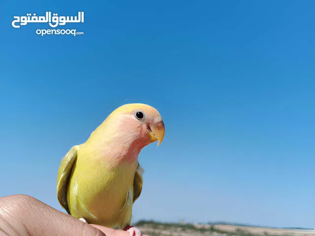 طير روز اقرا الوصف وتفرج ابروحك واحكي