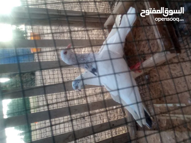 حمام للبيع