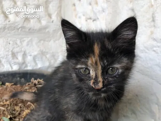 خمس قطط شيرازي حديث الولاده البيع كلهم مع بعض