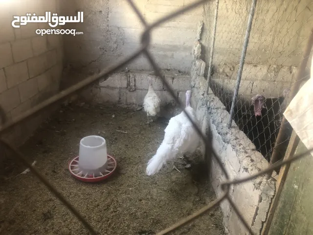 جوز حبش هولندي حجم جامبو ضخم
