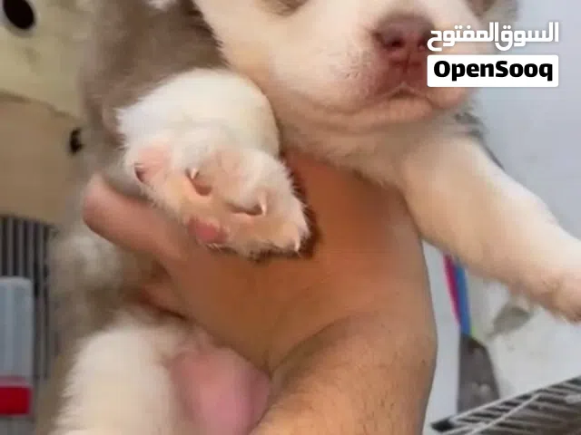 اثقل واقوى واجمد جراوي هاسكي عينك ممكن تشوفها بامر الله