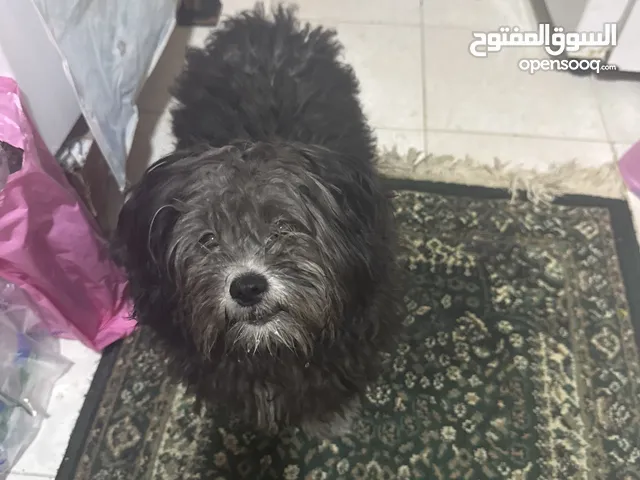 كلبه شيدزو اصلي العمر 6 شهور واخده مرتين تطعيم وباقي تطعيم واحد فقط الاسم كوكي