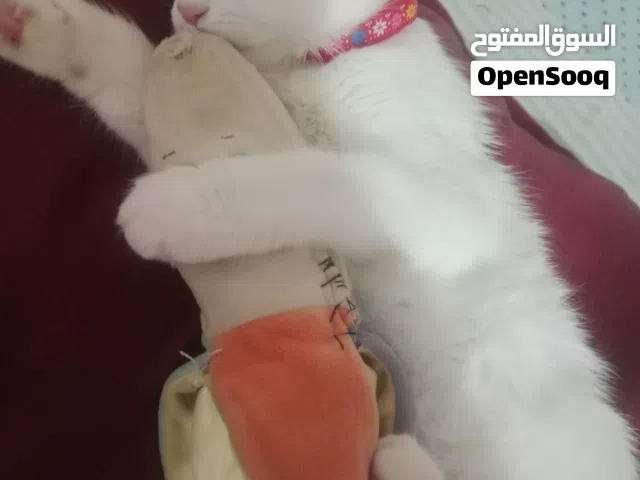 قطه بيضاء شيرازي عيون سماوي تبني مجانا