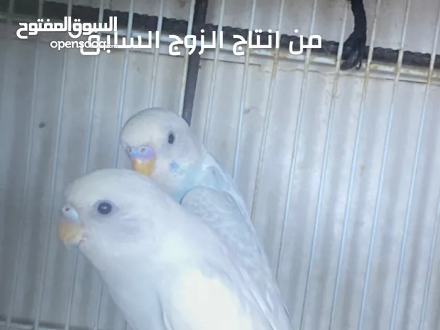 جوز بادجي طيور الحب