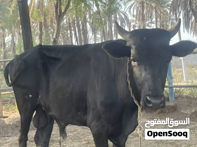 للبيع عجل نمساوي او للبدل