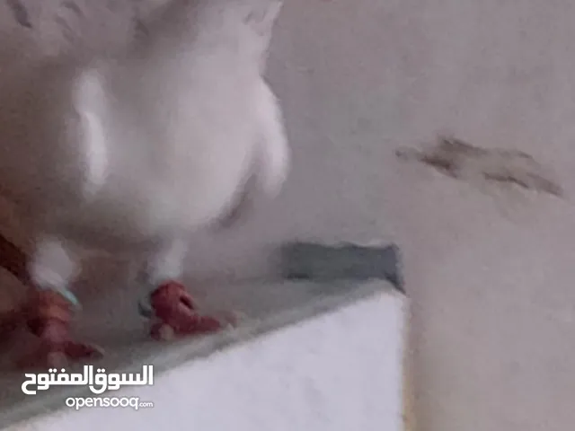 طير حمام فينر ابيض