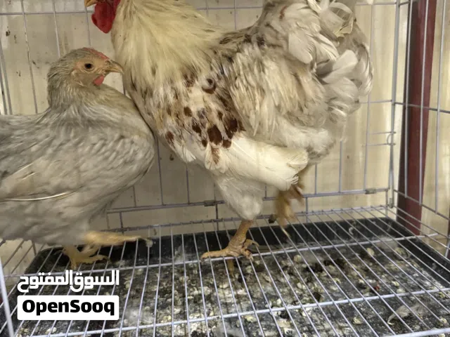 للبيع زوج ميني وايندوت