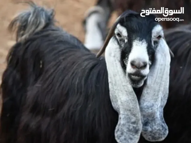 مطلوب معزتين عوارض