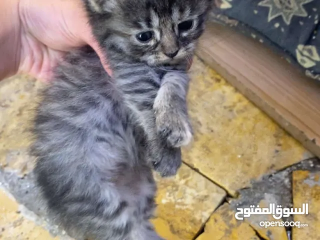 قطط مكس للبيع